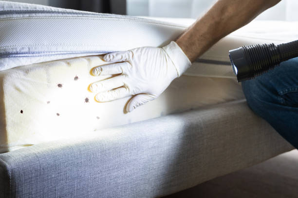 Best Rat Extermination Near Me  in Durand, MI